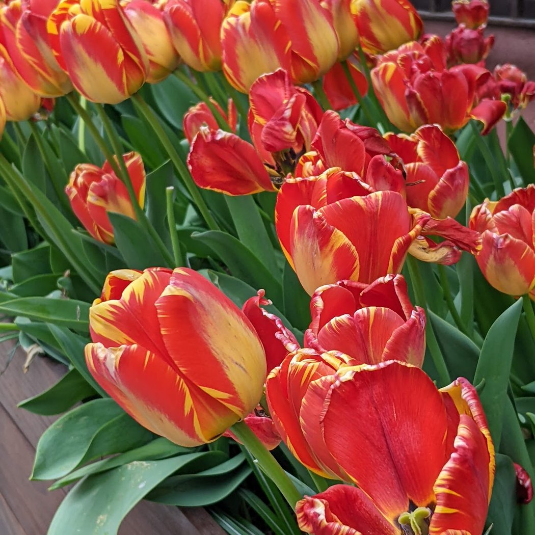 Gramercy Park Habitat 3