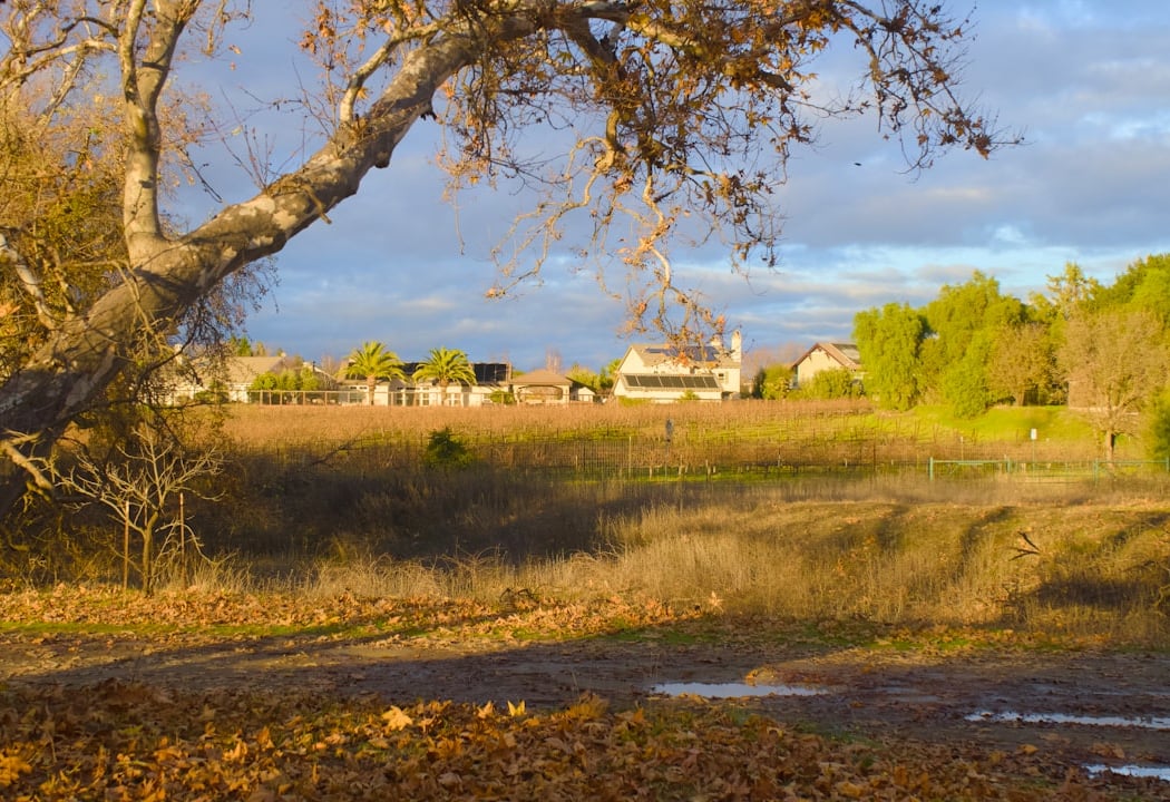 Sycamore Park 2
