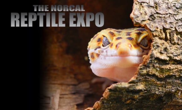 NorCal Reptile Expo 1