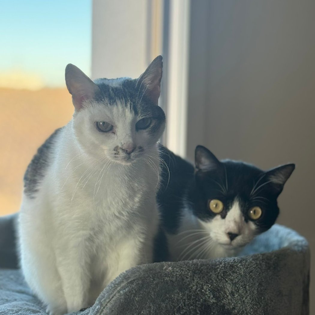 La Compagnie des Compagnons - Petsitter pour chat, chien et NAC à Reims 2