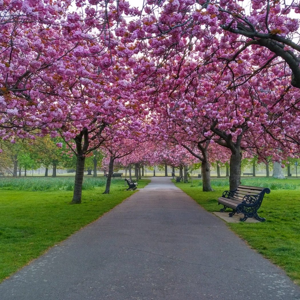 Greenwich Park 1