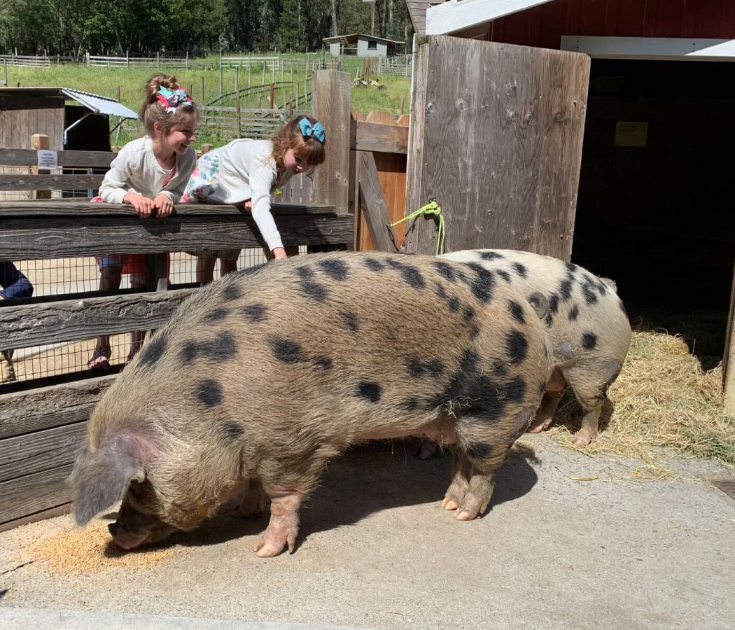 Tilden Little Farm 2