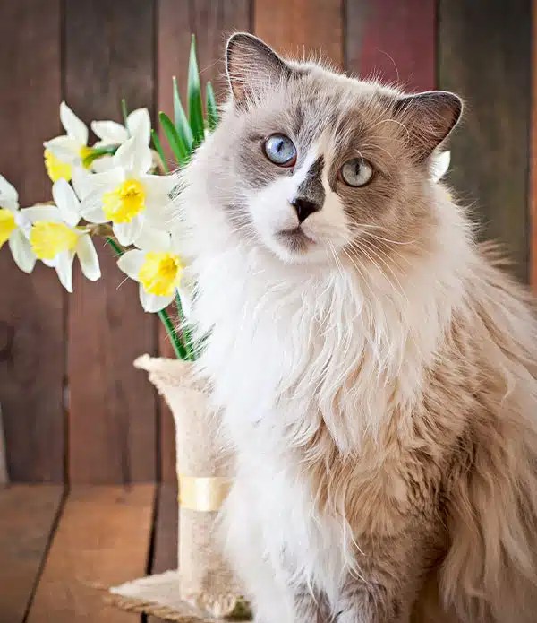 Spring Pet Photoshoot 1