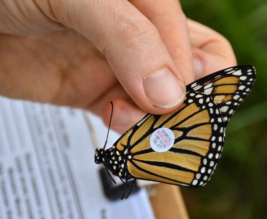 Monarch Watch Fall Open House 3