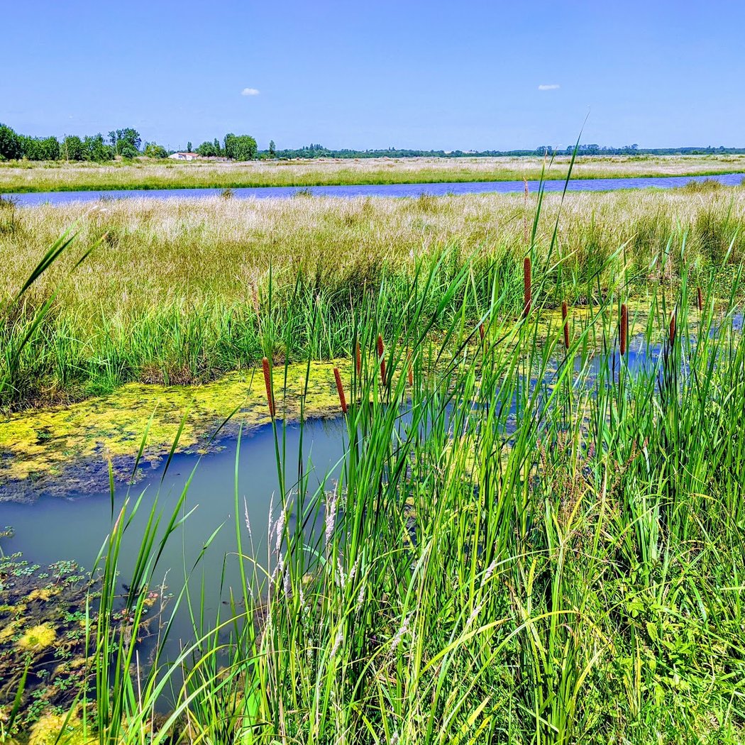 Réserve naturelle de la baie et marais d'Yves 1