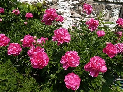 Great Estates Garden Tours 2
