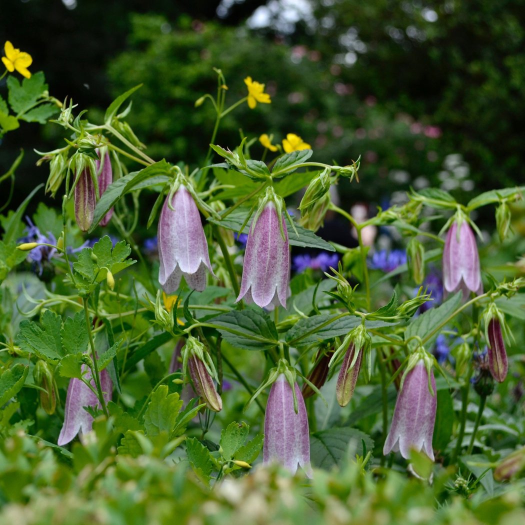 Shakespeare Garden, BBG 3