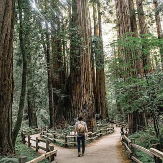 The Ultimate Day in the Bay Including Muir Woods 1