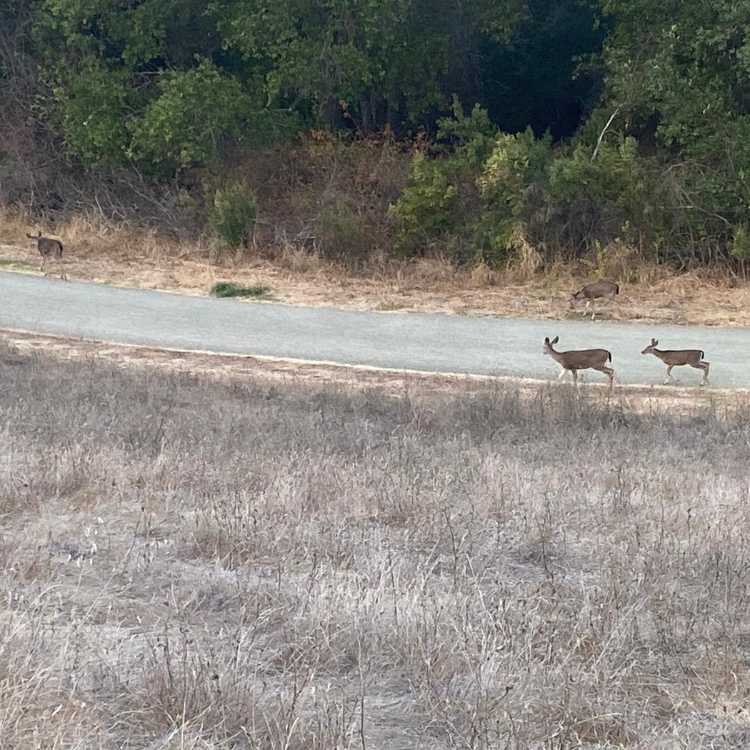 San Antonio Park 1