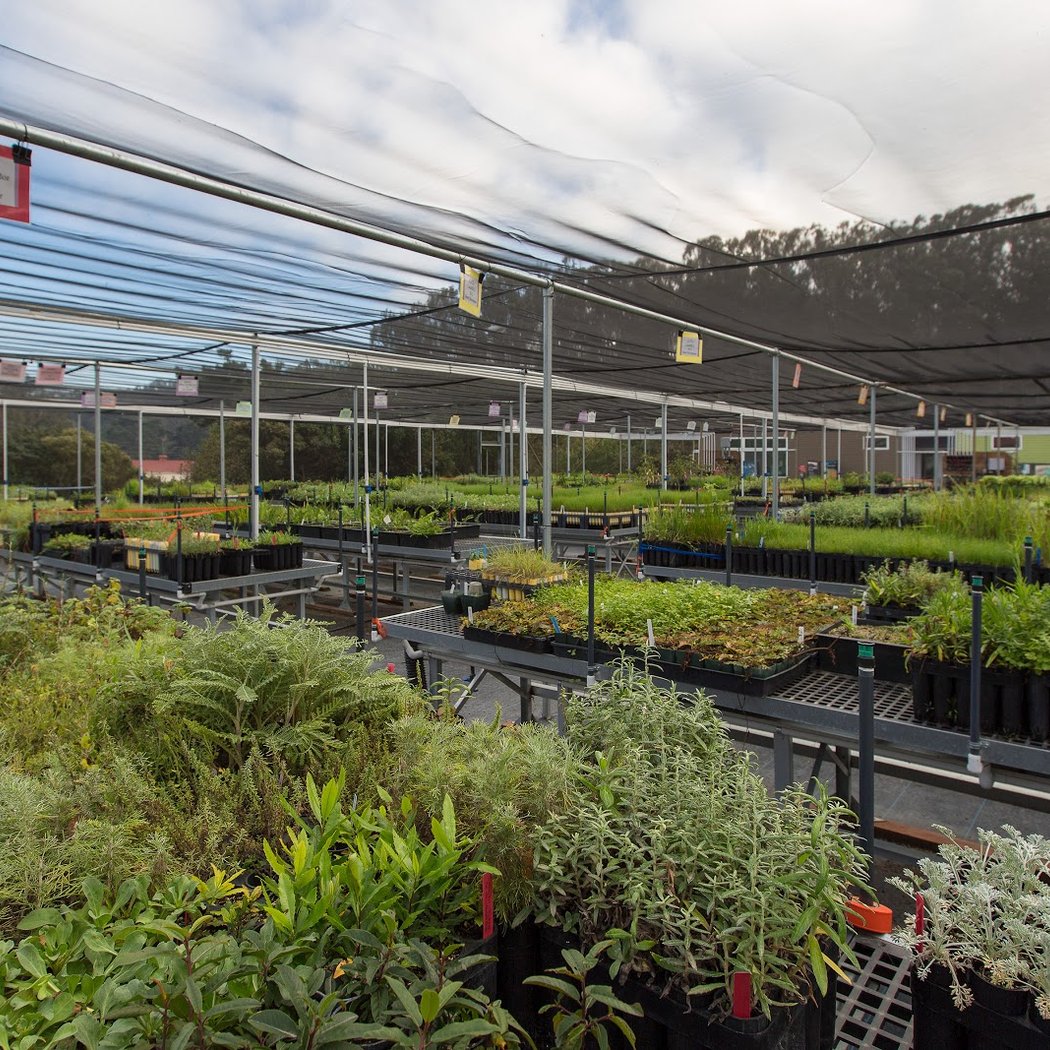 Presidio Nursery 2