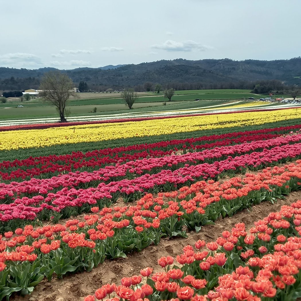 Temporary parking for Tulip Farms 2