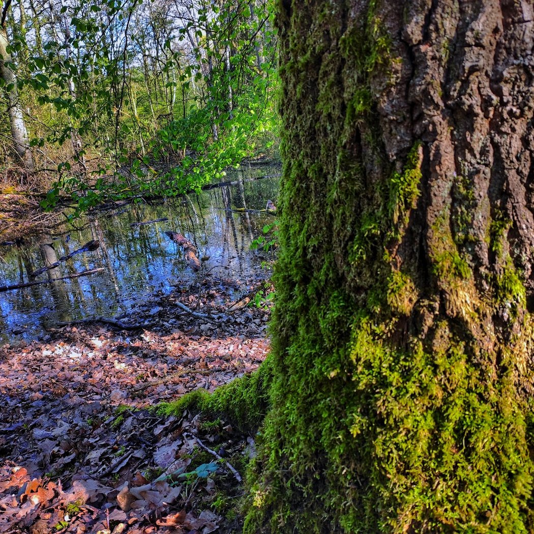 Notre-Dame Forest 5