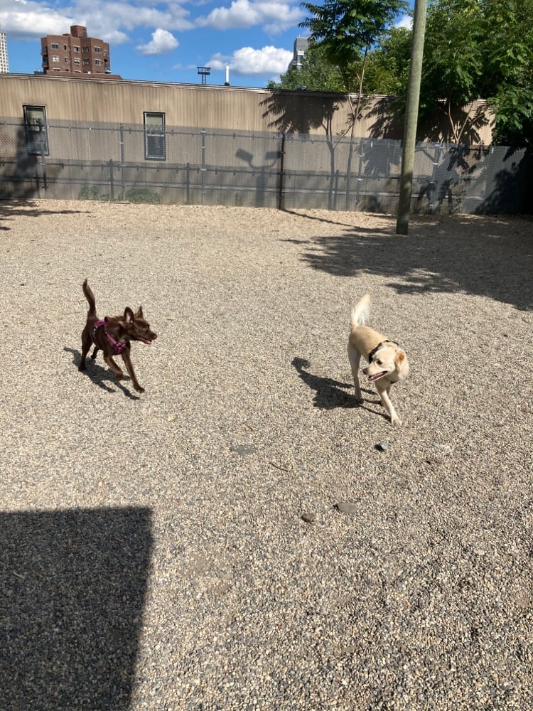 LIC Dog Park 3