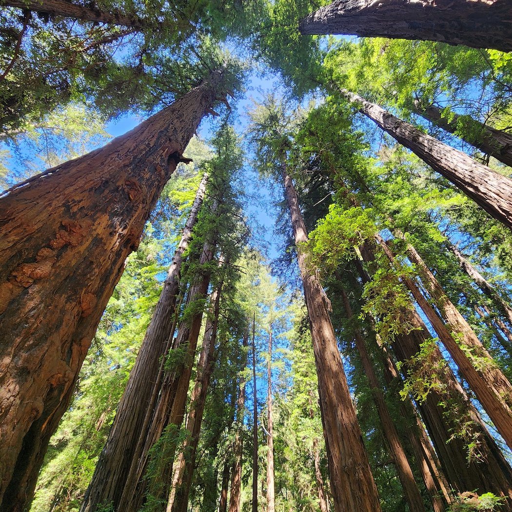 Henry Cowell Redwoods State Park 1