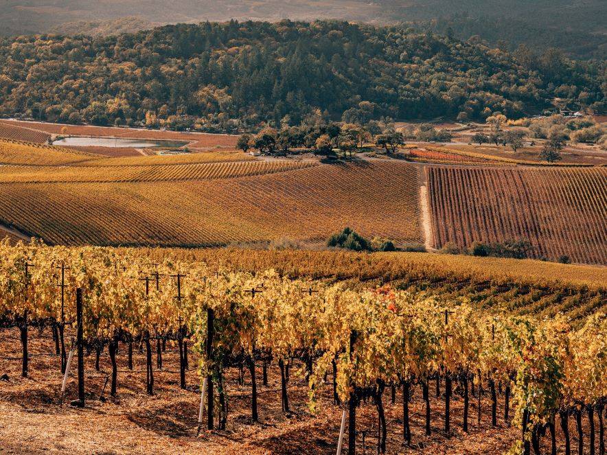 Kunde Family Winery 2