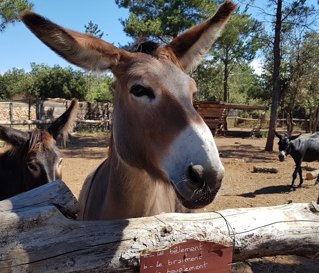🐺🦚 Parc Animalier de Ginasservis (PAG) 🐪🦜 I Var 2