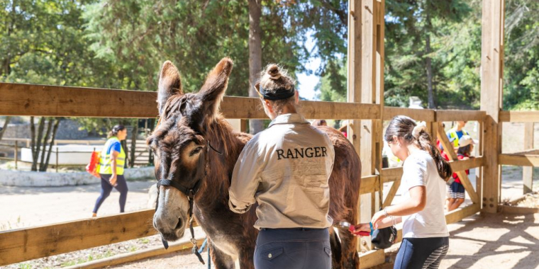 Atelier de Cavalo 4