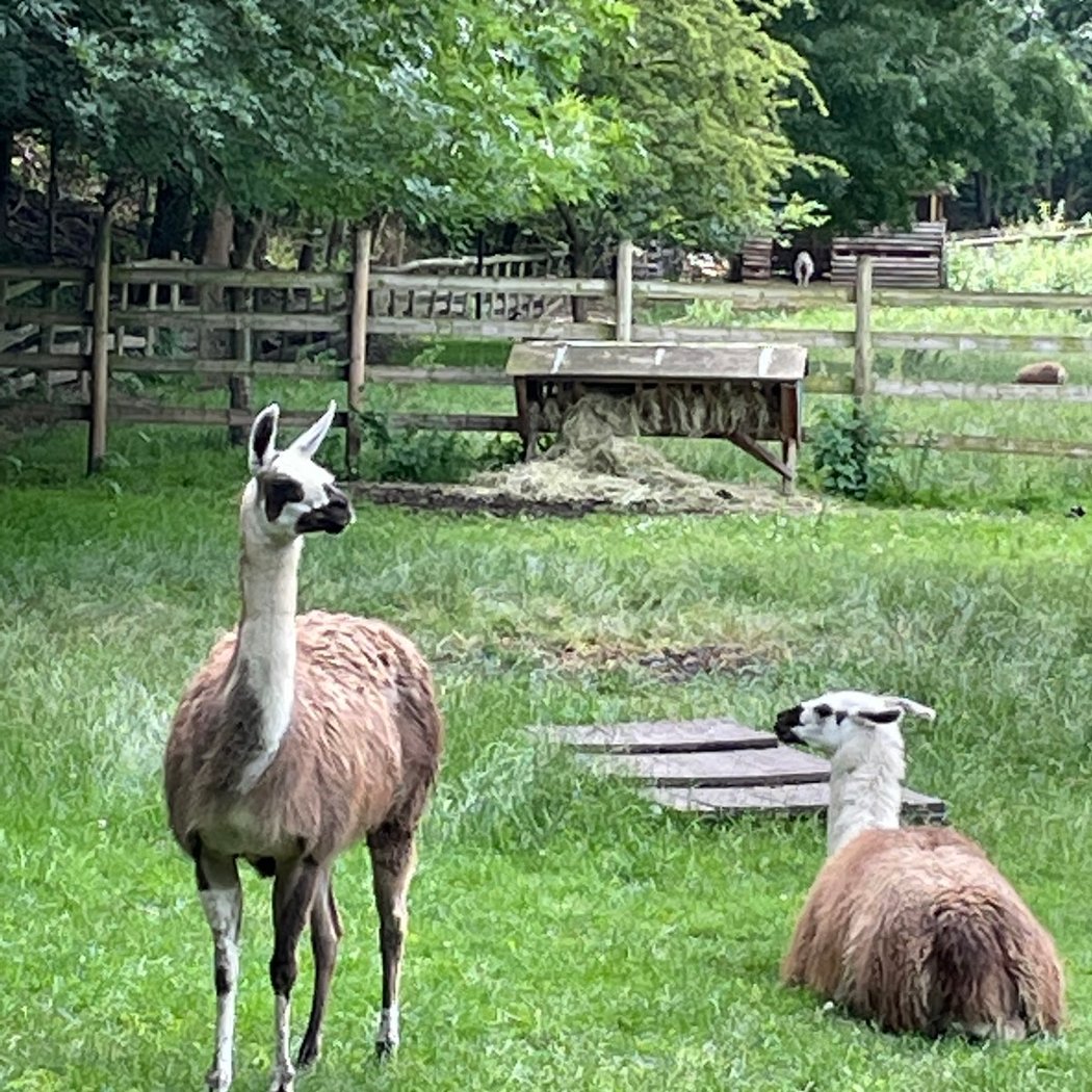 Mudchute Park and Farm 3