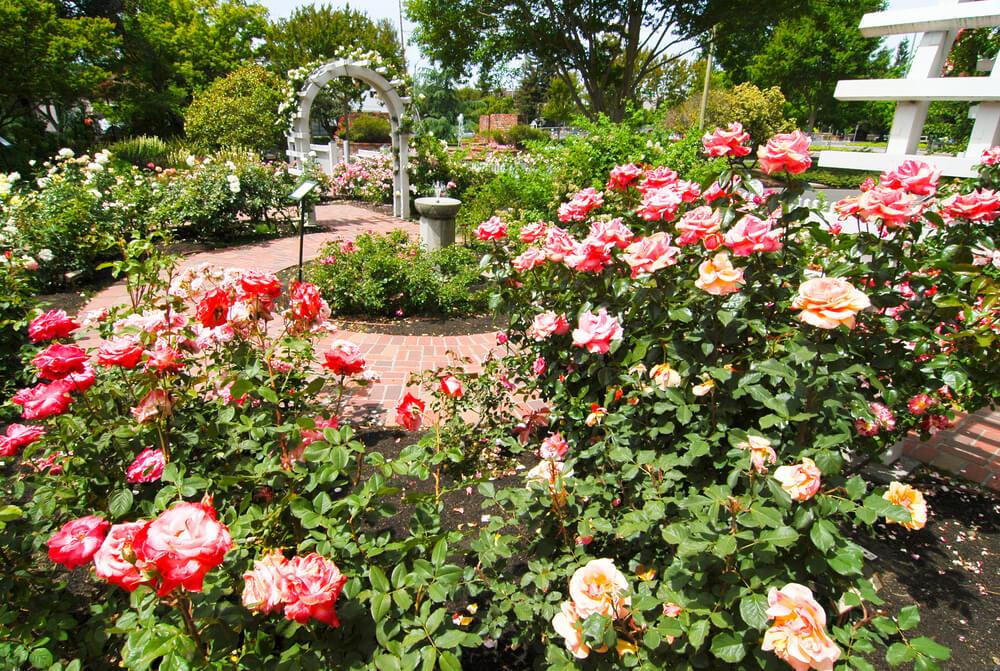 Luther Burbank Home & Gardens 4