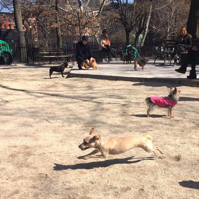 Tompkins Square Dog Run 3