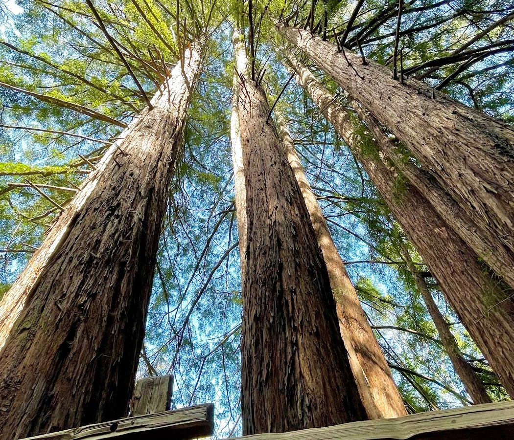 Reinhardt Redwood Regional Park Redwood Gate 1