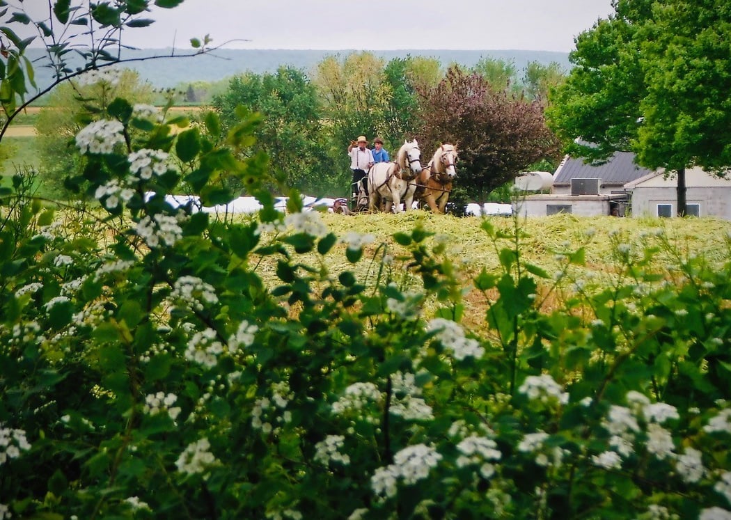 Homestead Days 4