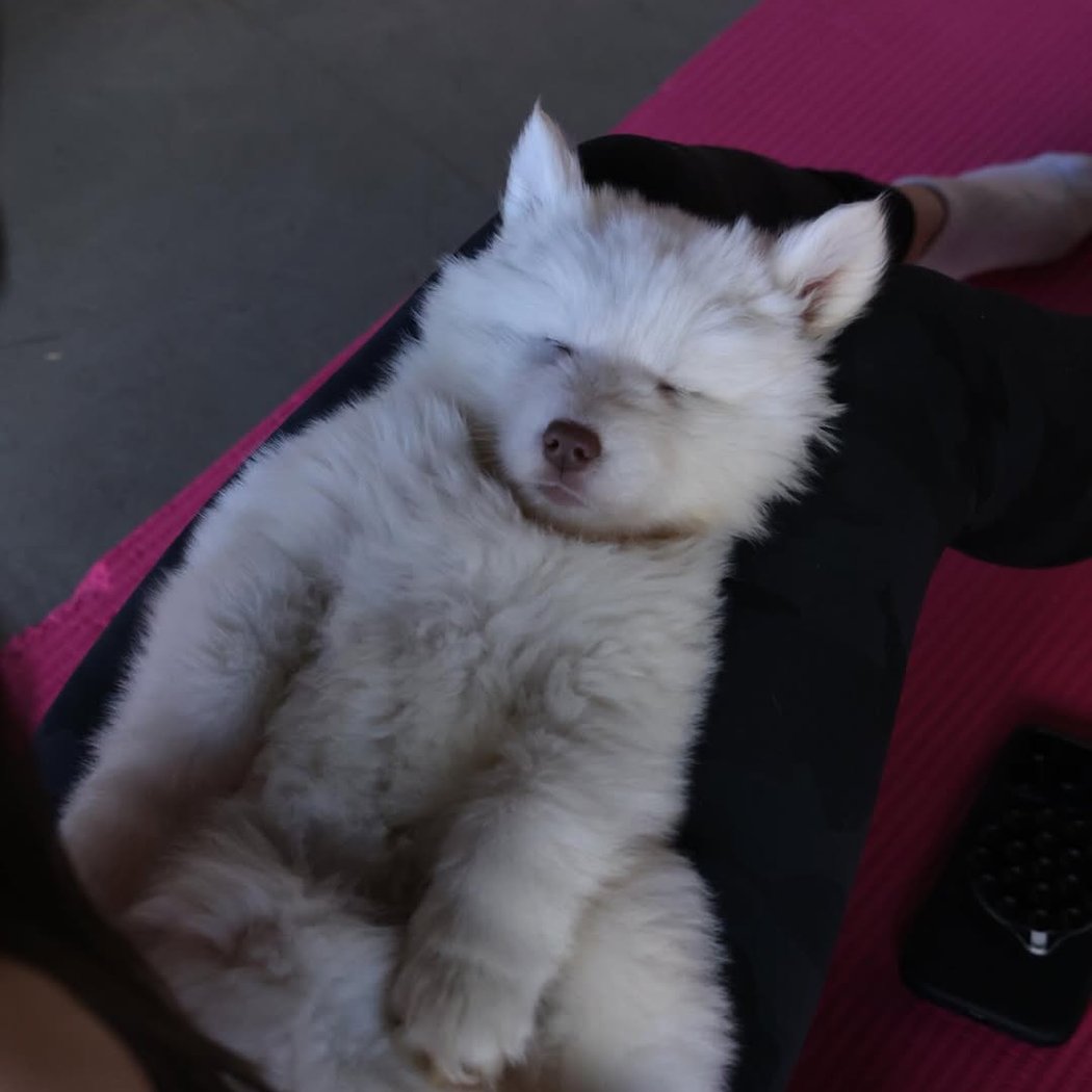 Husky Puppy Yoga 1