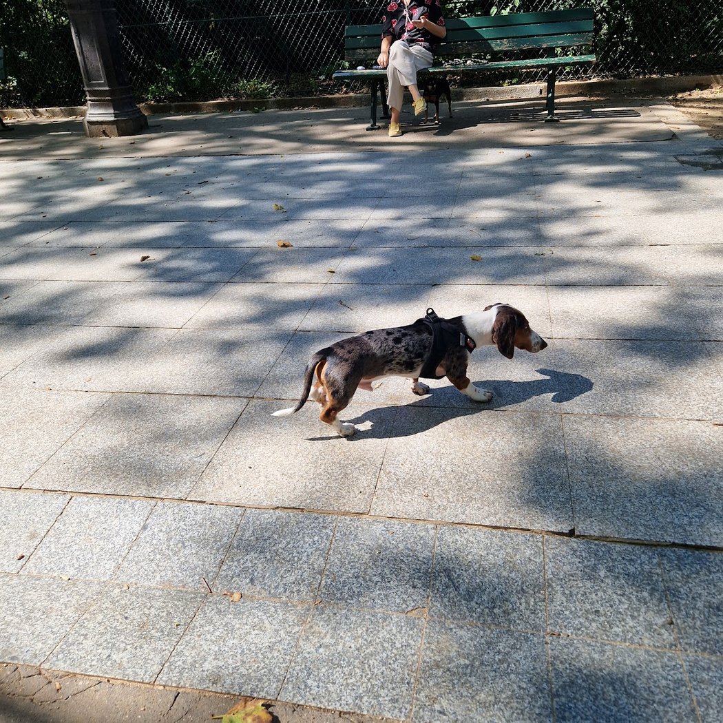 Espace canin du Mail Pierre Desproges 2