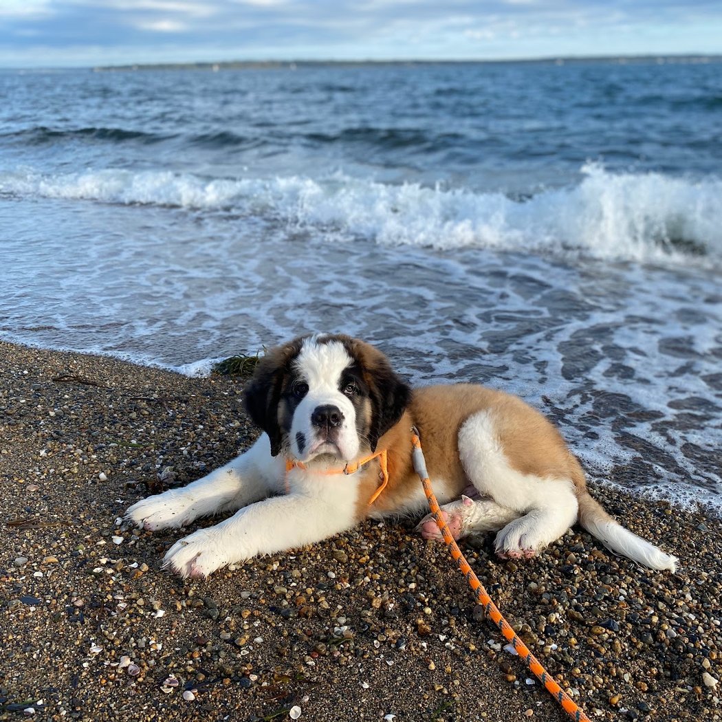 Compass Rose Beach 1