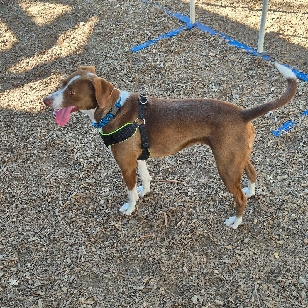 Pets Lifeline 3