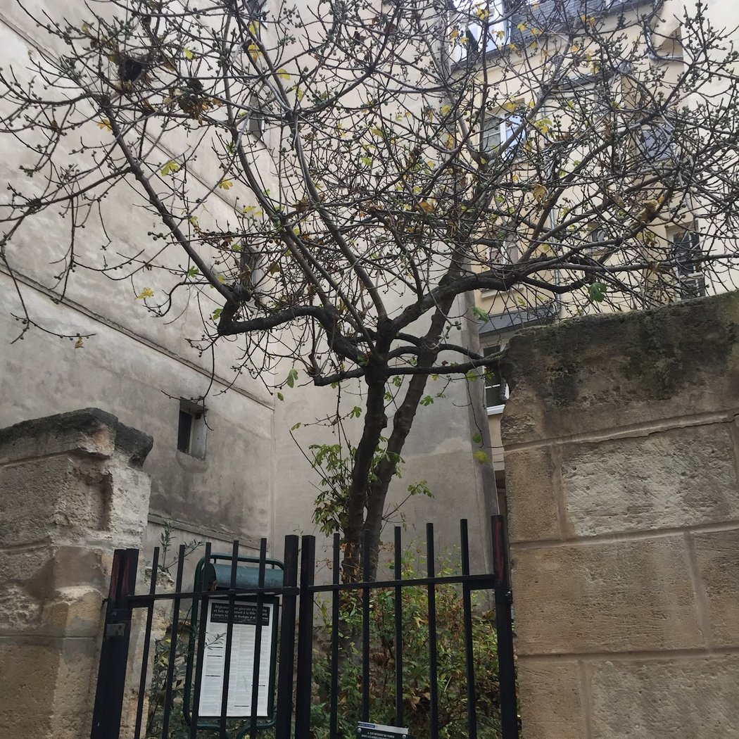 Madeleine-de-Scudéry Garden 3
