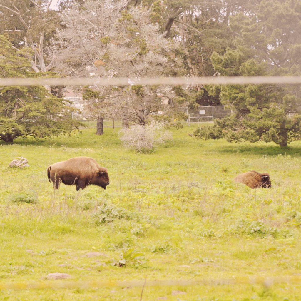 Bison Paddock 2