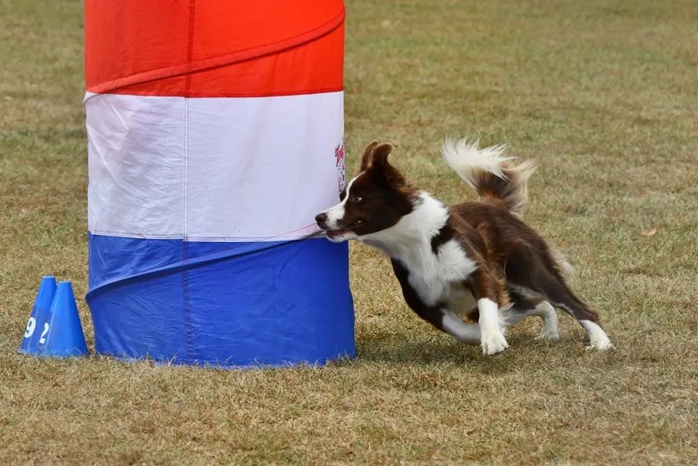 New York State Canine Expo 1