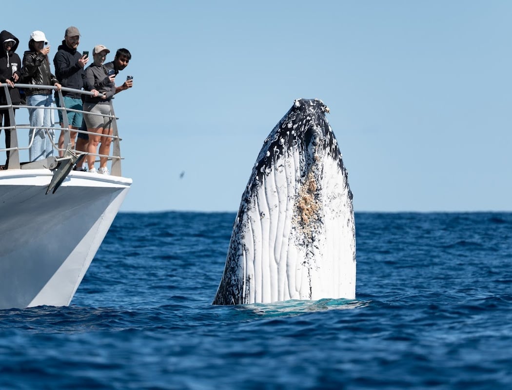 Whale Adventure Tour 1