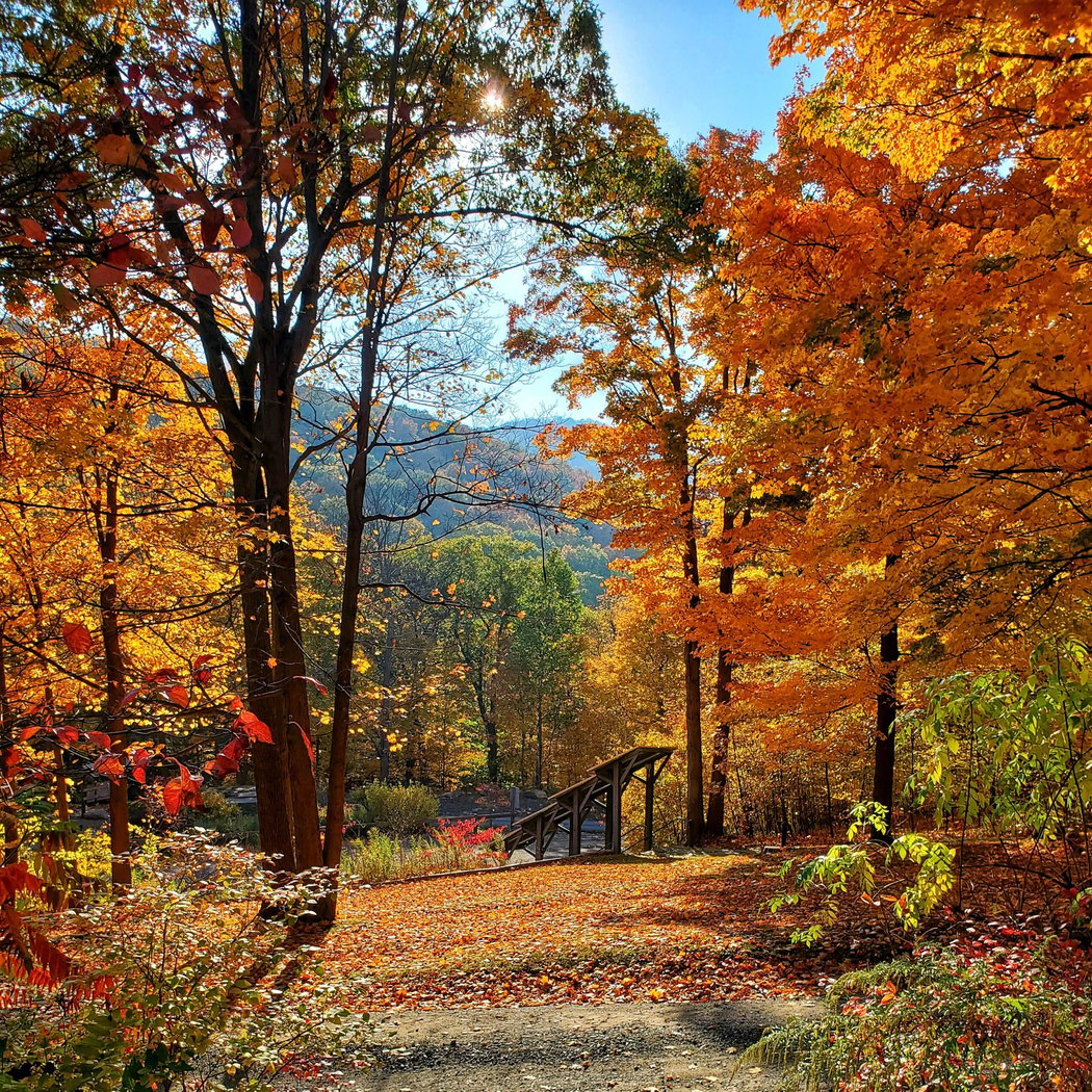 Black Rock Forest Lodge 1