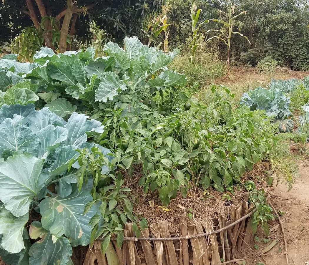 Gardens for Health International (GHI) 3