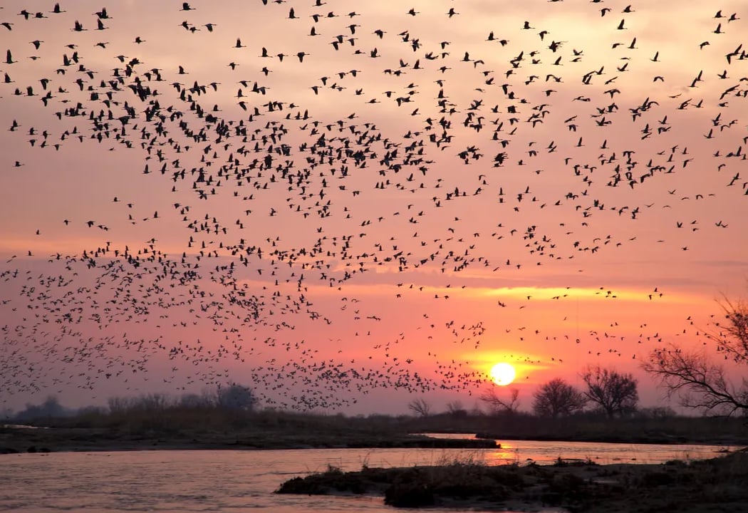 Saturday Morning Bird Walks 2