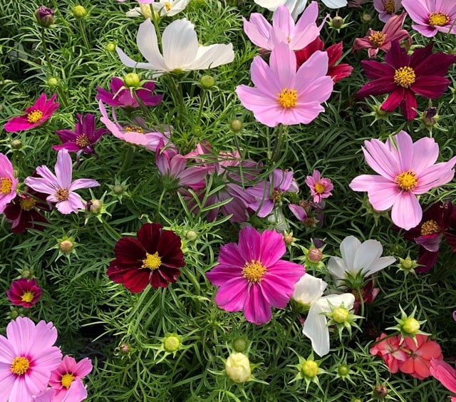 U-Pick Flowers & Raspberries 2