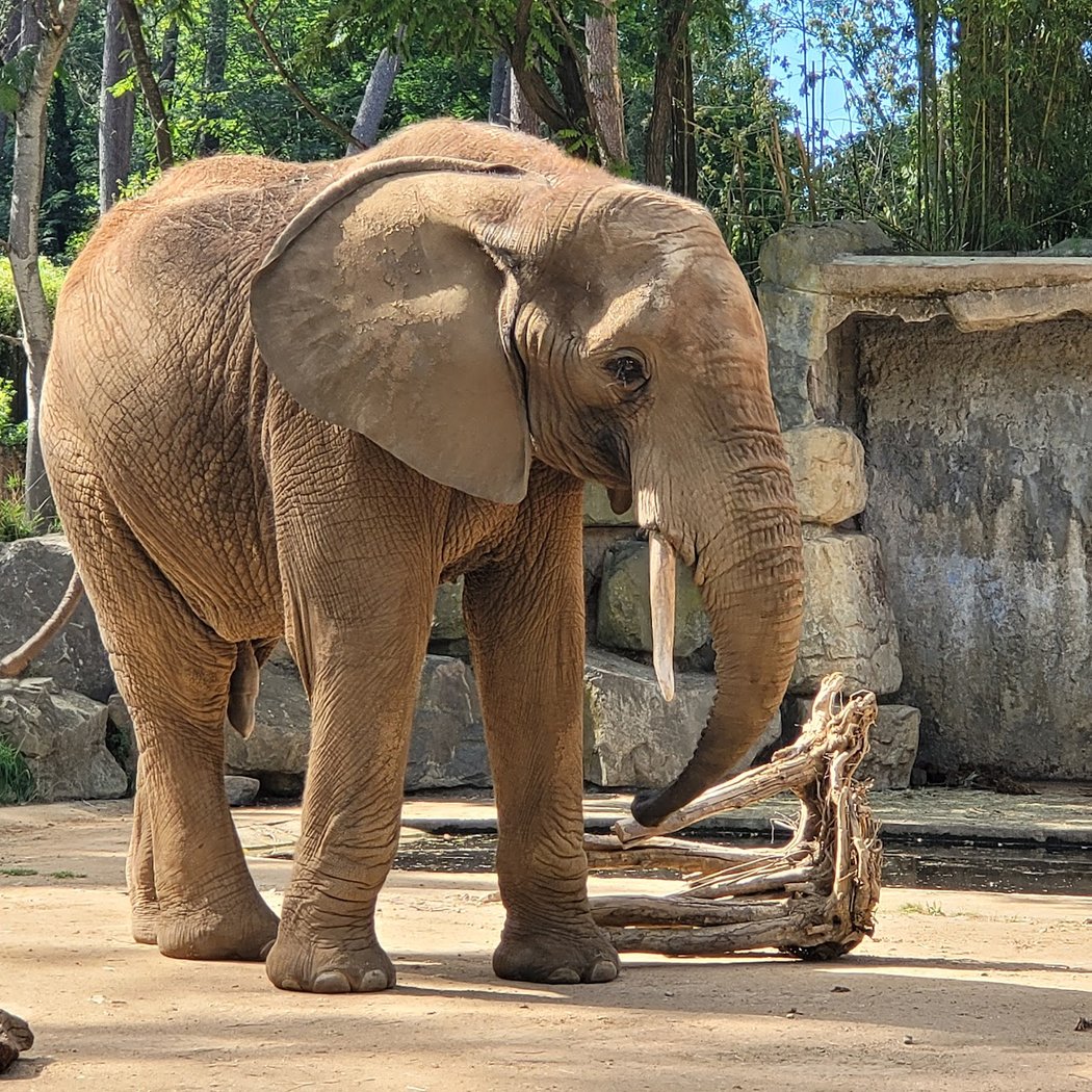 Zoo de la Flèche 2