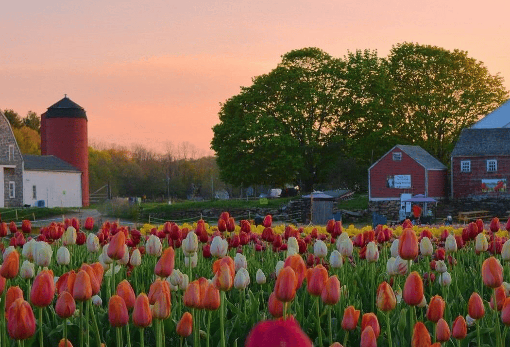 Wicked Tulips - Exeter RI 2