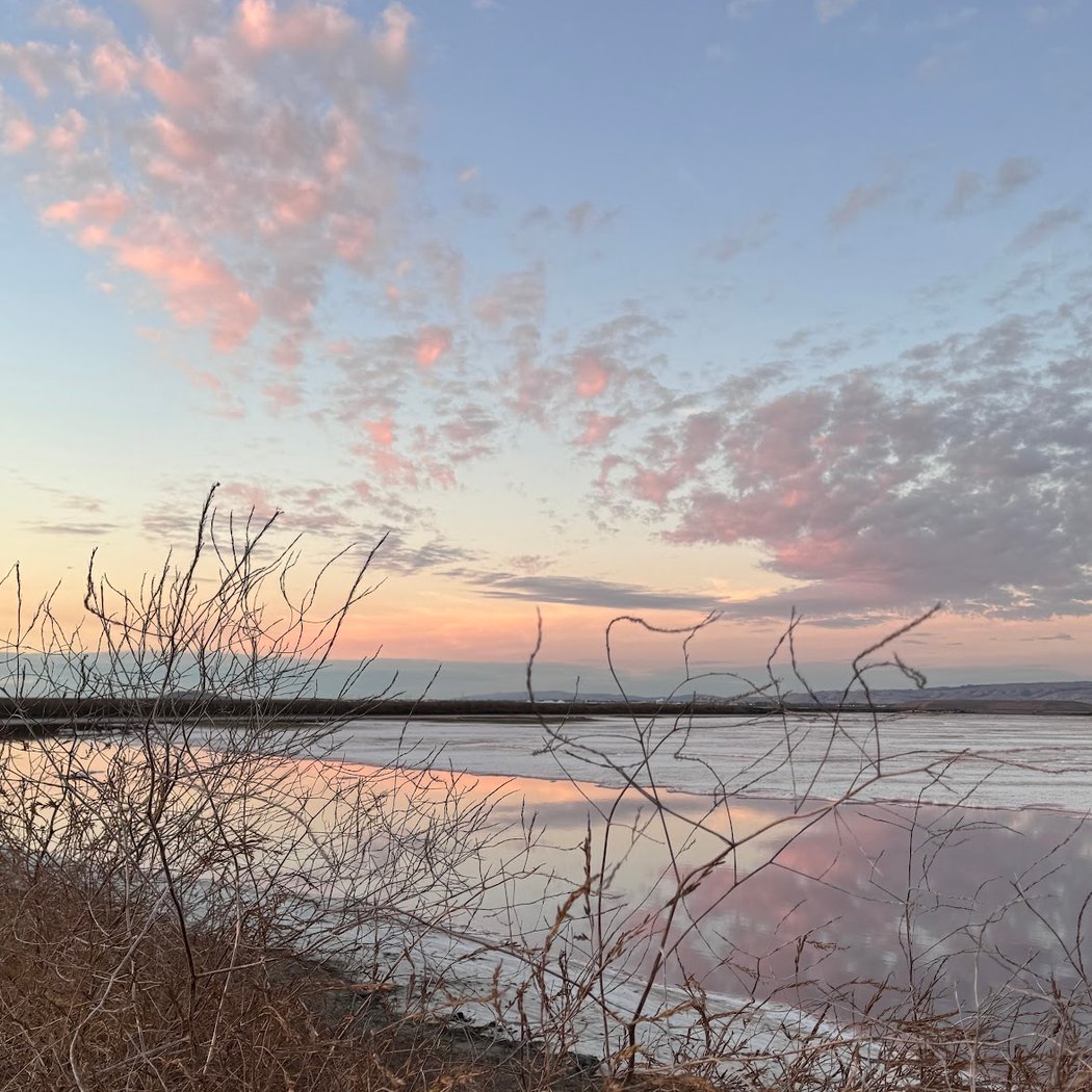 Alviso Slough Trail 1