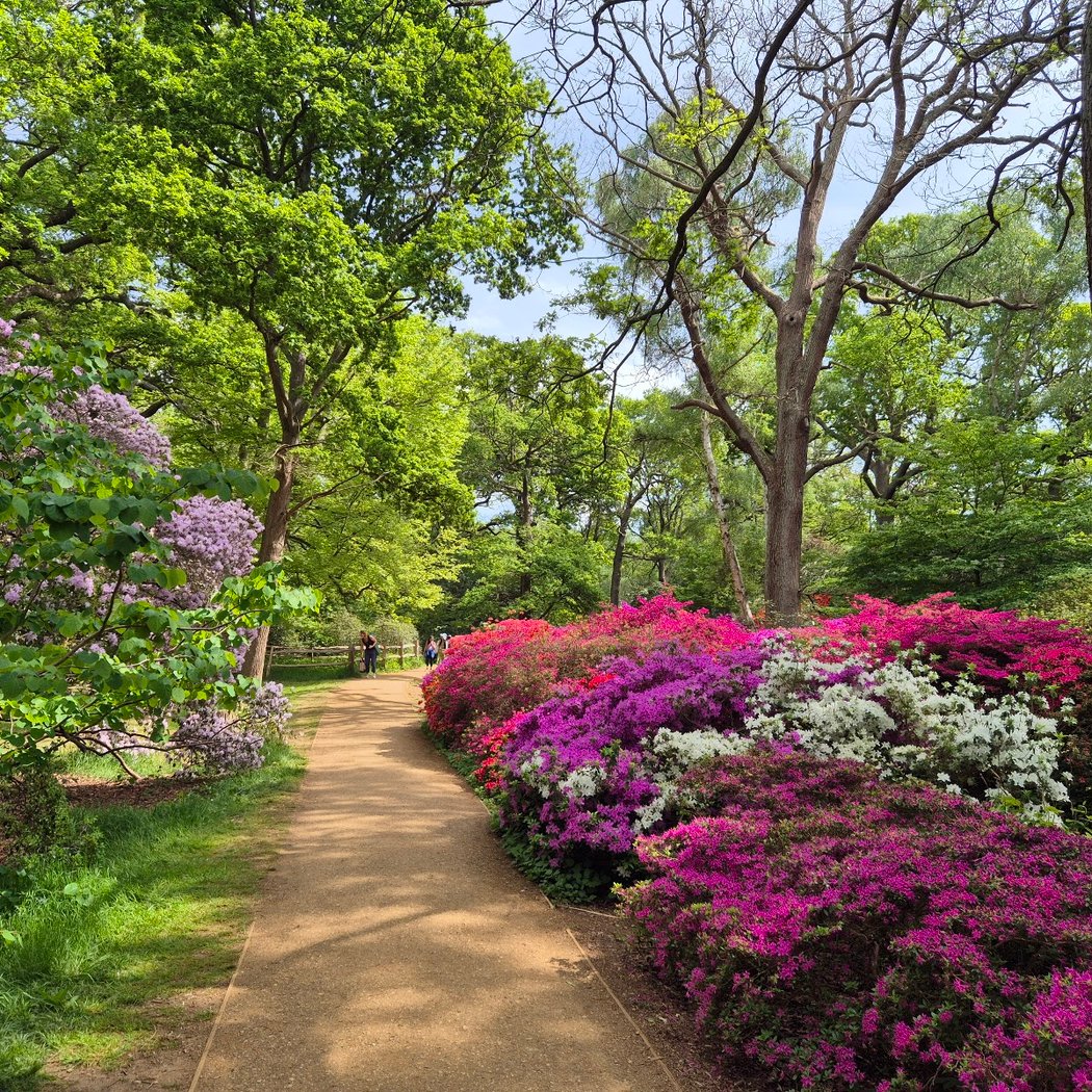 Isabella Plantation 5