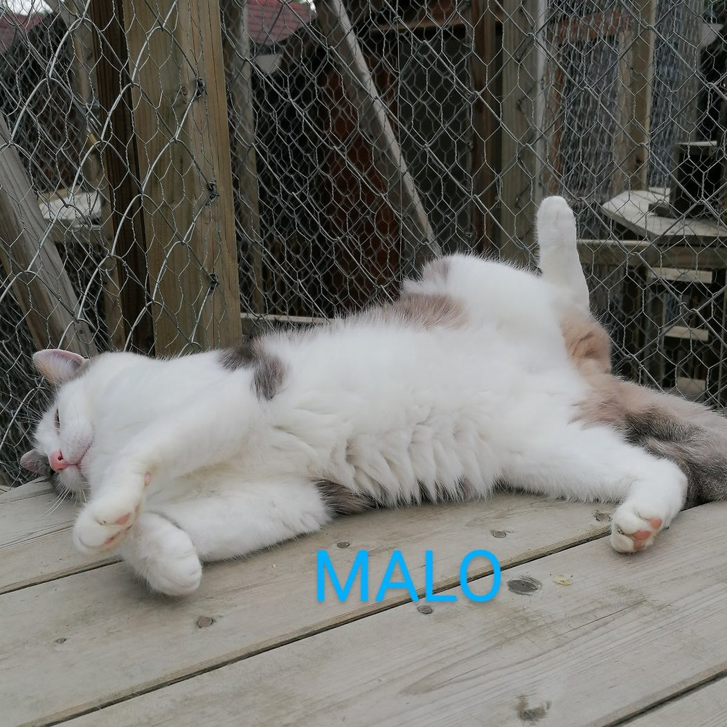 Au Paradis Du Chat 1