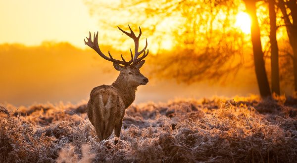 Richmond Park 1