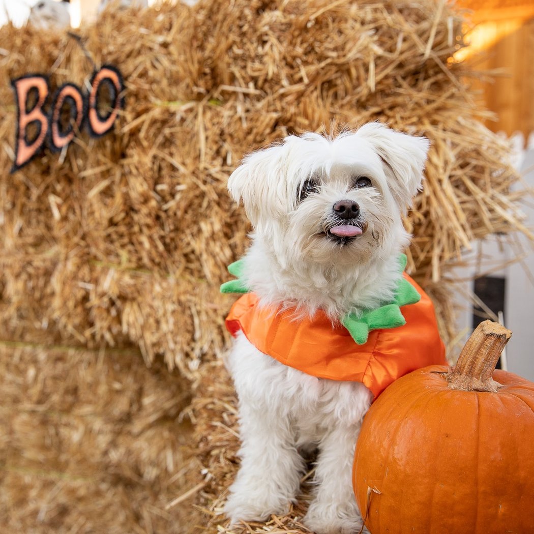 The Ranch Pet Resort & Spa 3