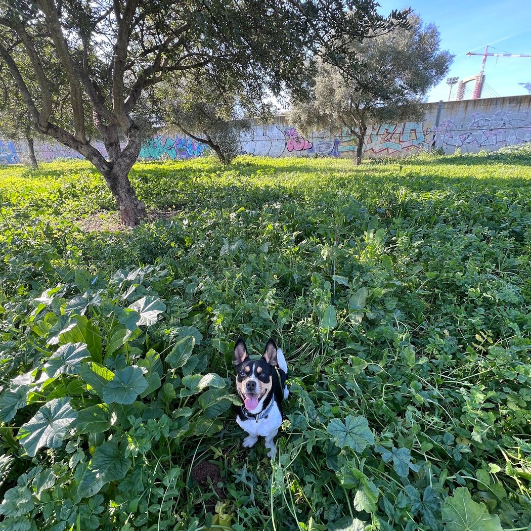 para perros Park 1