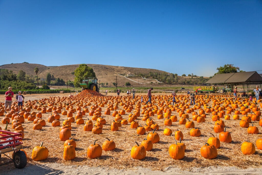Fall Harvest Festival