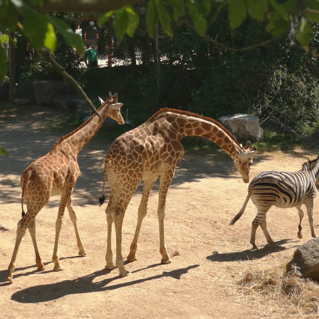 Touroparc Zoo 4