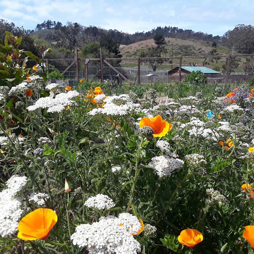 Strawberry, Herb, Flower & Native Plant Starts Sale 4