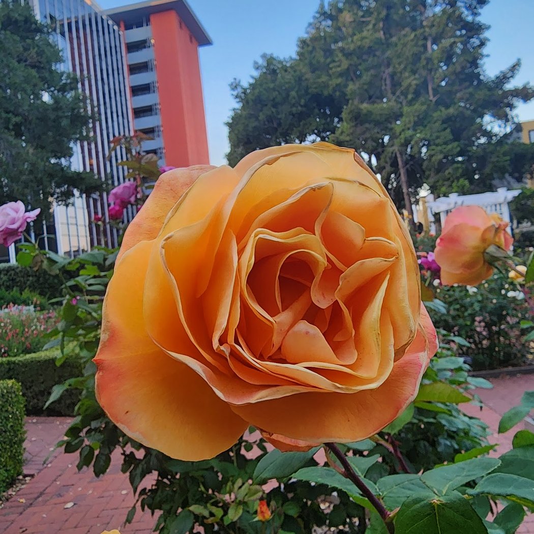 San Mateo Arboretum Society 3